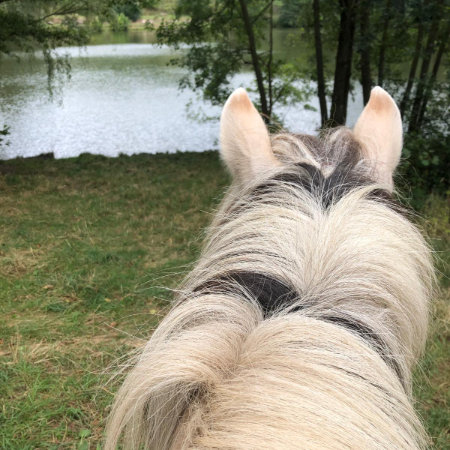 Heldenponys Ein Fjordpferd schaut auf einen See, Blick durch die Ohren.