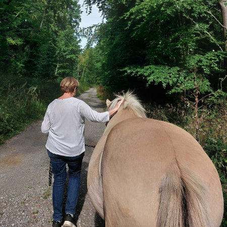 Reittherapie Ein Mensch geht mit dem Fjordpferd Mogli durch den Wald.