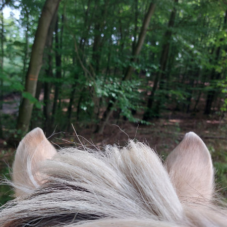 Therapie Kassel Ein Blick durch die Ohren eines Pferdes in den Wald.